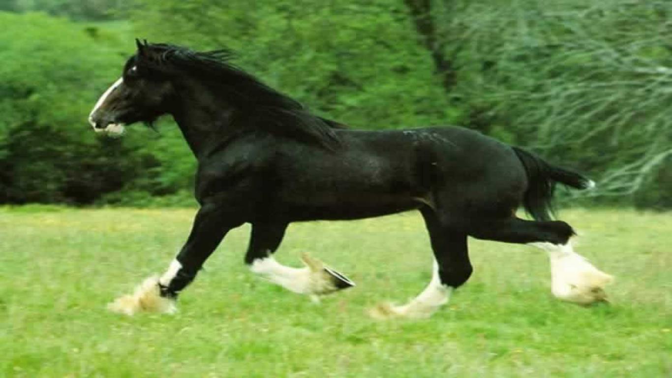 ERRP: Auditions Black+horse+28