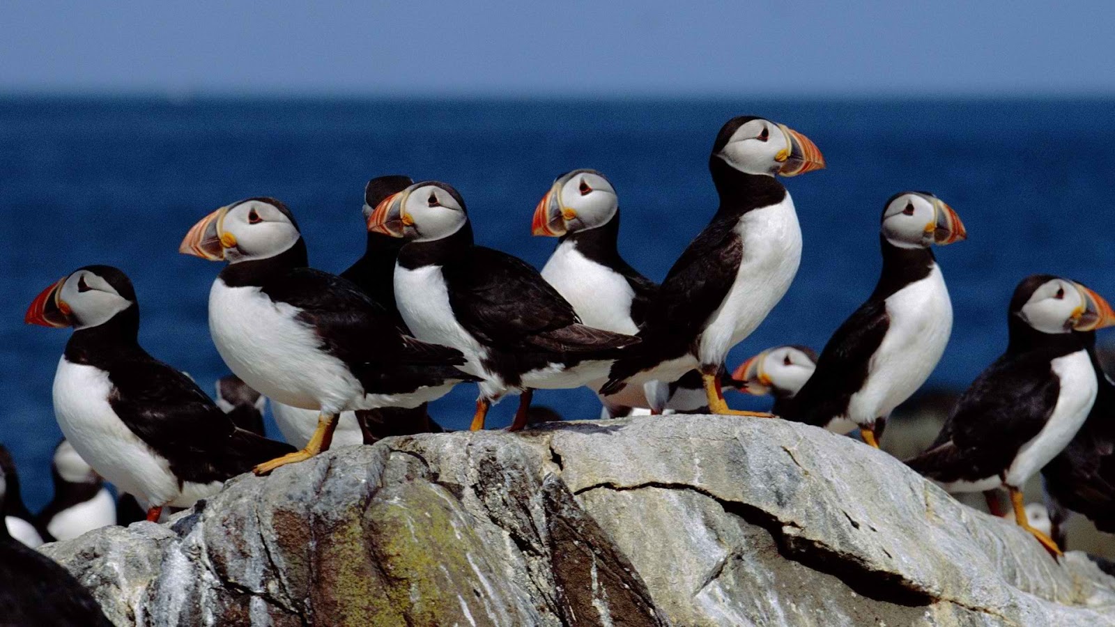Seabird Atlantic Puffin miraculous wallpaper Animals & Birds