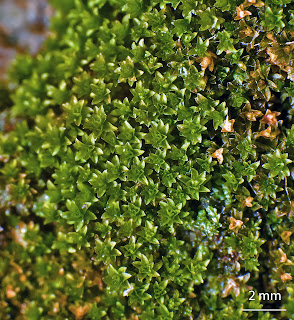 foto del musgo Gymnostomum viridulum de la familia Pottiaceae en mortero de muro
