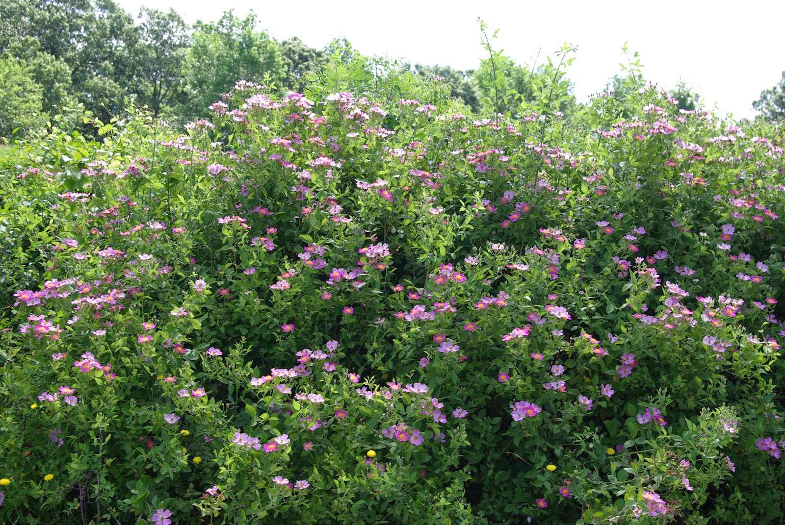 sweetbay Prairie rose