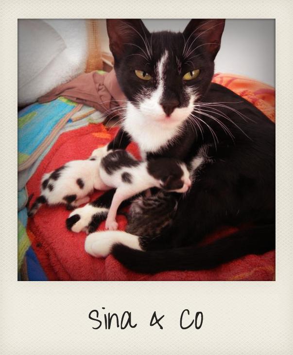 Lolita Caeci Seite 6 The Legend Of Zelda Elfen In Der Nacht