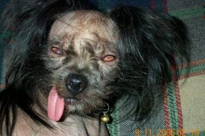 World ugliest dogs pictures