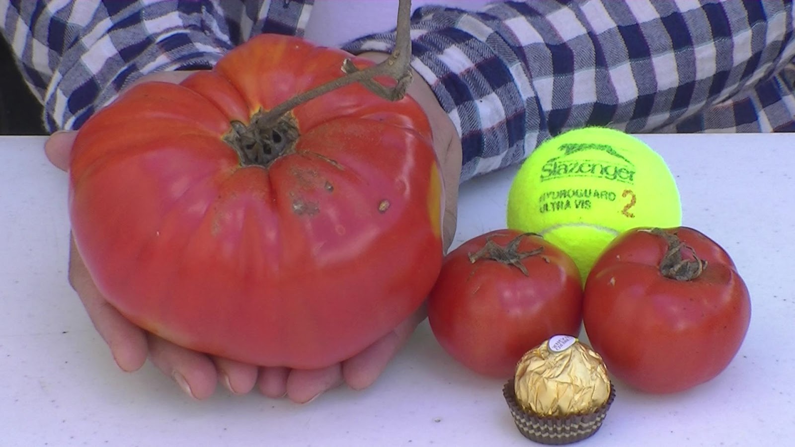 Vegetable Garden for the World Giant Beefsteak Tomato How to Grow for