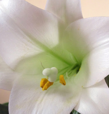 Easter lily close up