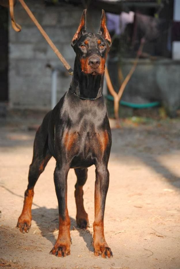 Doberman Show Dog Puppies For Sale Doberman Show Dog Puppies For Sale