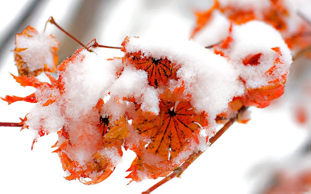 Winter Leaves Orange