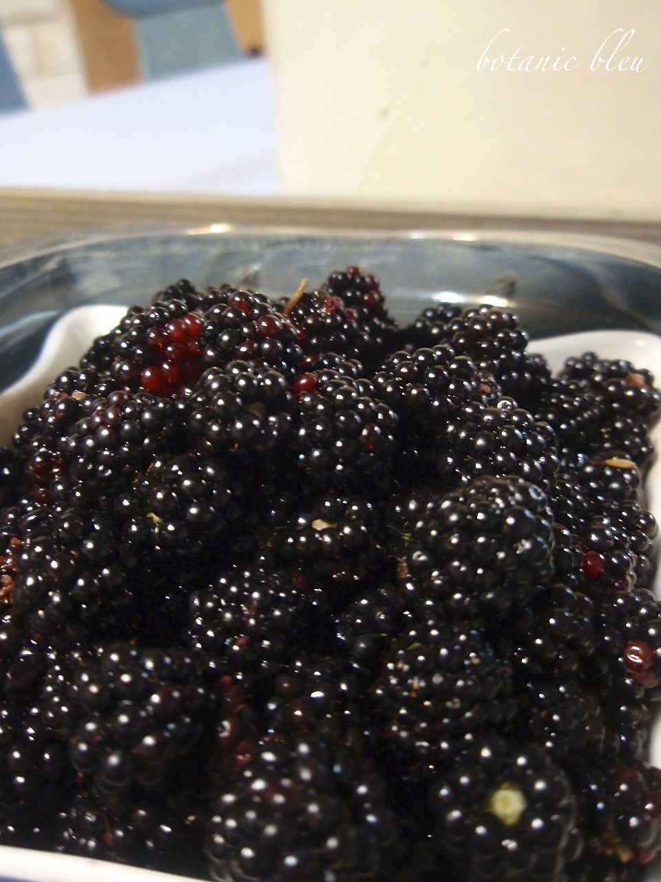 Botanic Bleu Wild Alabama Blackberries