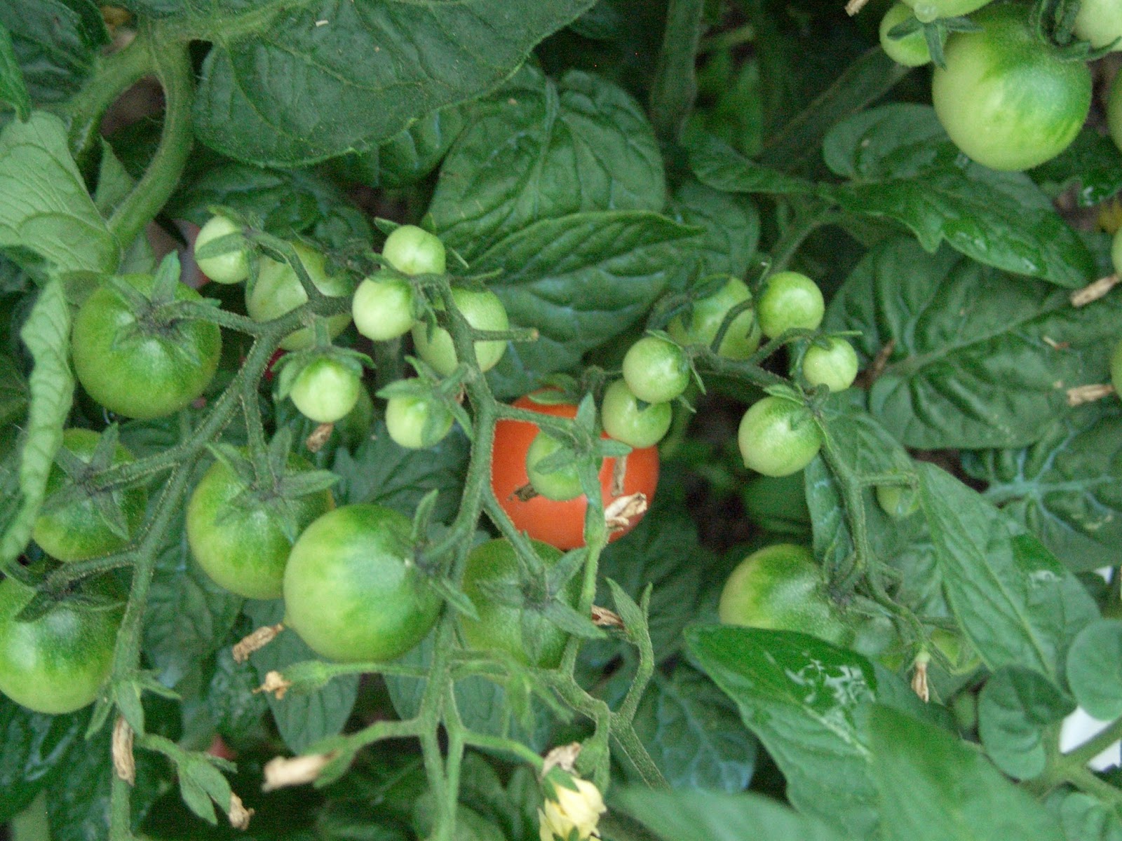terraedintorni Pomodori di inizio stagione
