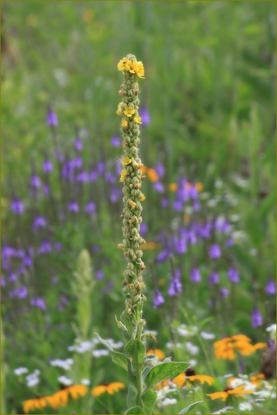 Through Carol's Lens Michigan Wildflowers in July