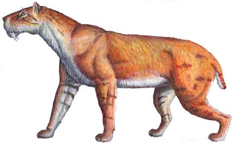felidae fosil Homotherium