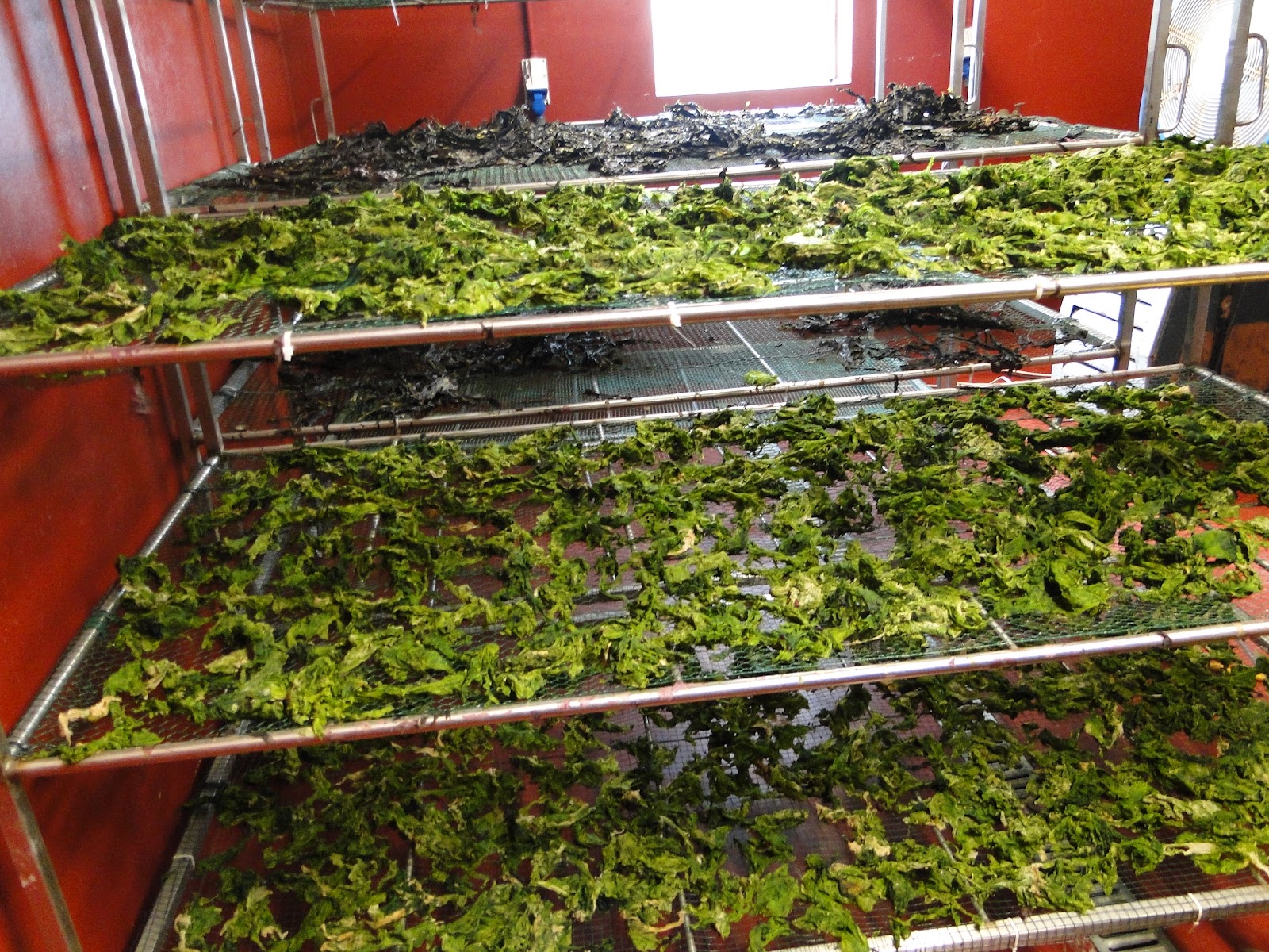 Nenaghgal Nenaghgal Learns about Seaweed with Spanish Point Sea Veg