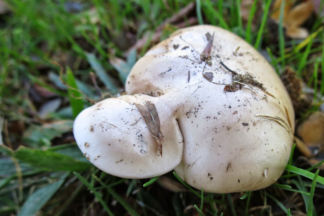 66 Square Feet (Plus): Do you smell mushrooms?