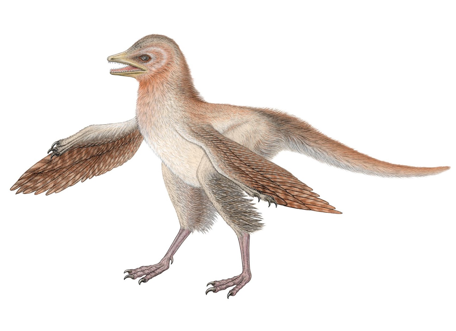 The Small Feathered Dinosaurs Found