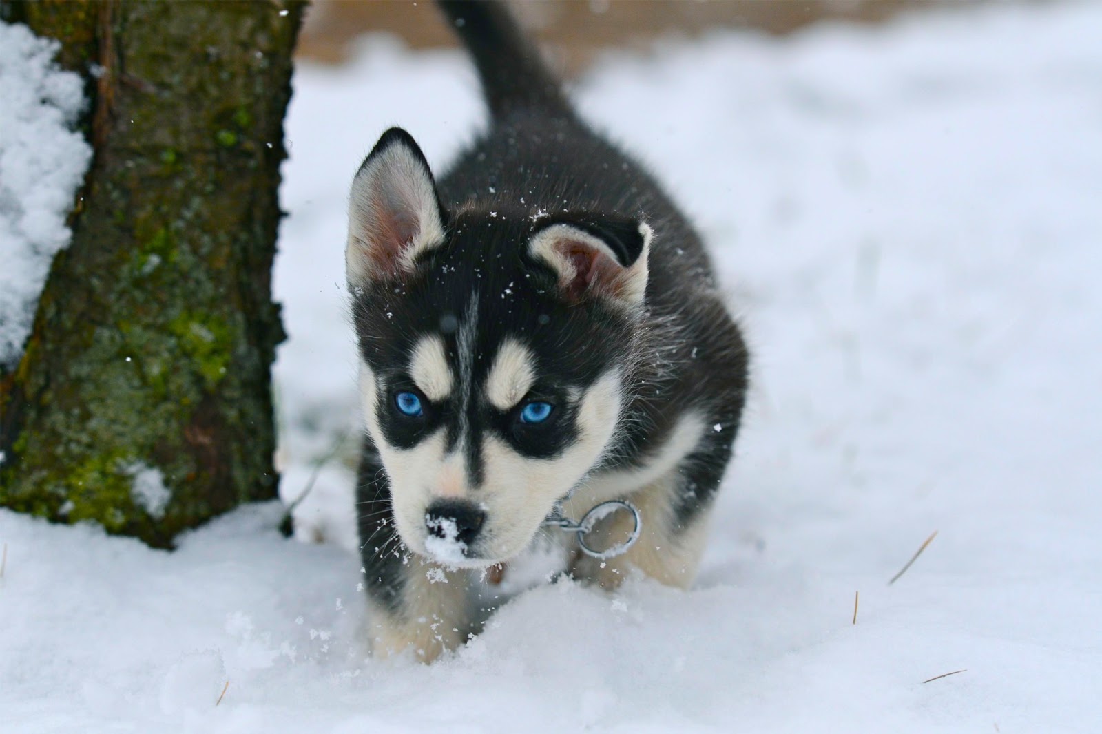 snow husky puppy snow siberian husky puppies snow husky puppy snow siberian husky puppies
