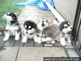 Funny animal gifs, funny animals, cute husky puppies