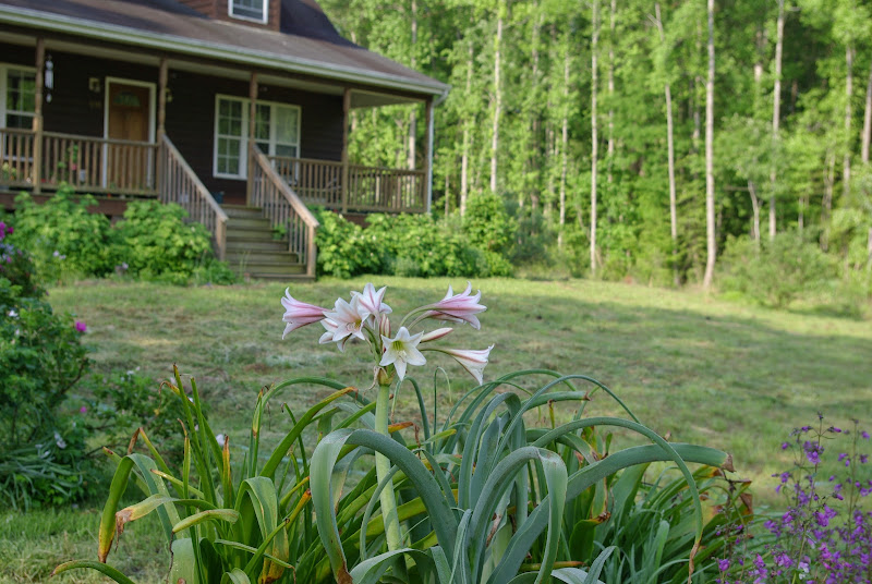 sweetbay: Lots more flowers in the vegetable garden