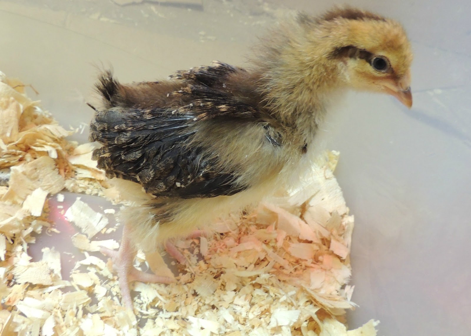 Linn Acres Farm Chicks at 3 Weeks Old