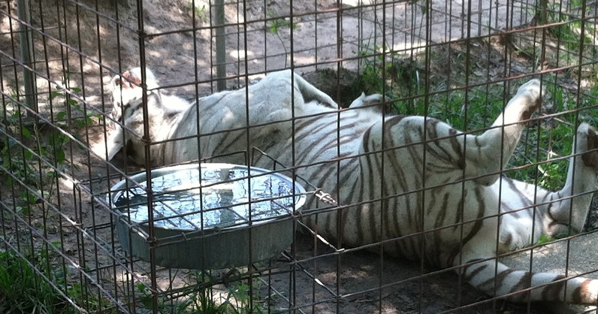 Our Little Clan... Big Cat Rescue in Tampa, Florida
