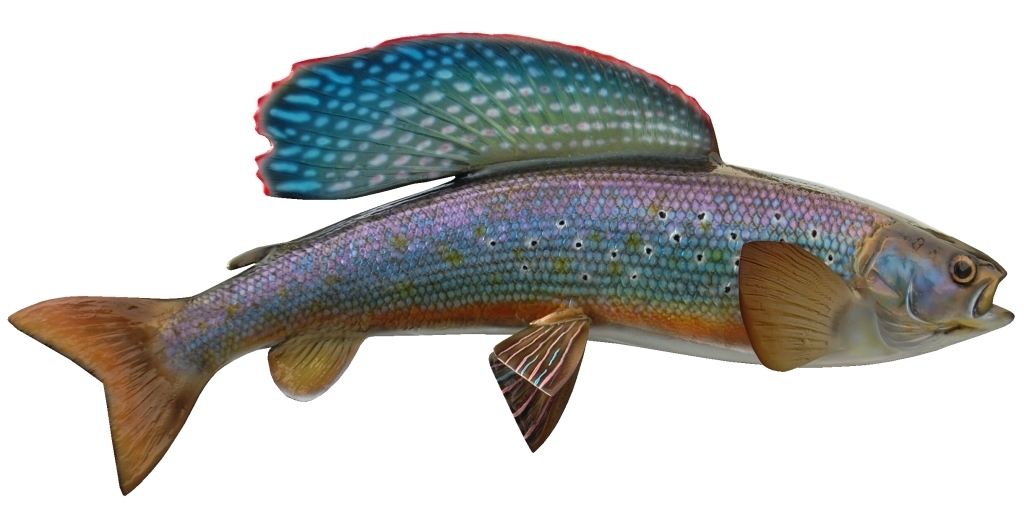 Arctic Grayling