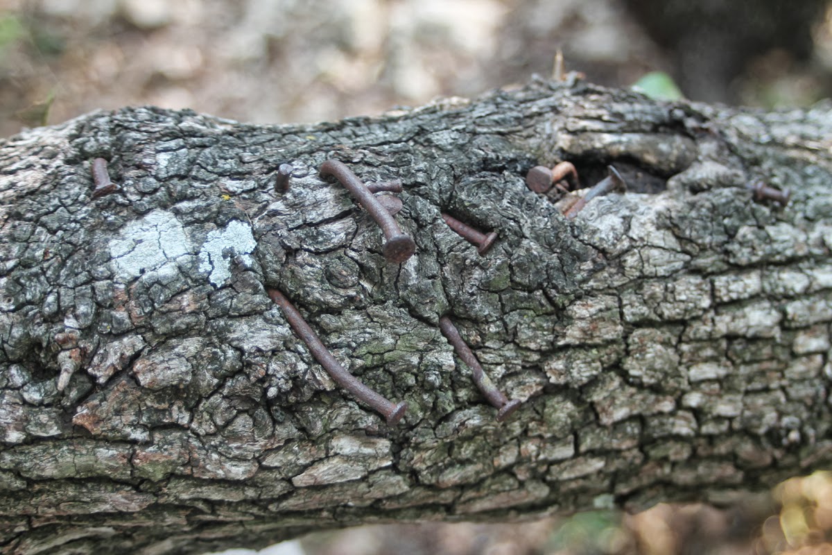 Old rusty nails in a tree