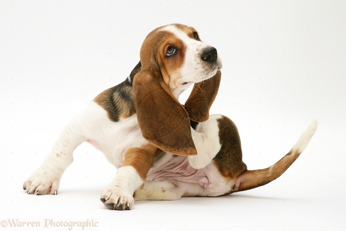Dog Constantly Scratching Ears Dog Constantly Scratching Ears