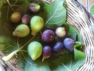 fichi, qualità: dottato e troiano aore12