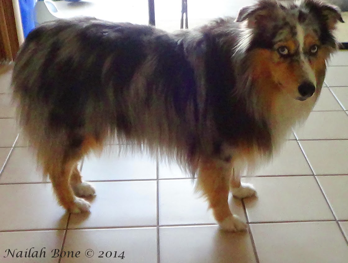 training a australian shepherd puppy monday mischief summer puppy cut for my silly australian shepherd training a australian shepherd puppy monday mischief summer puppy cut for my silly australian shepherd