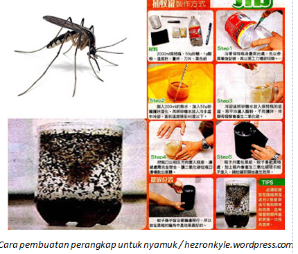 Bingung Cara Usir Nyamuk Coba Buat Perangkap Ini Cantik Dan Sehat