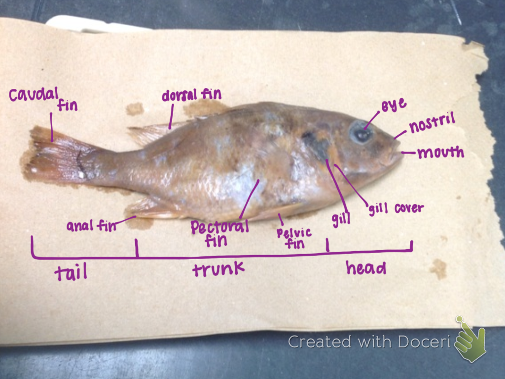 Bio Nerds HOW TO Dissect a Fish