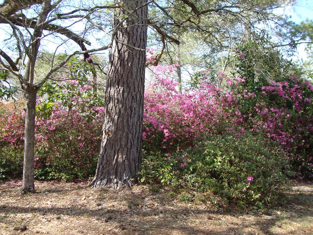 Vacation Rick Summerville Showcases Its Southern Charm And Beauty At