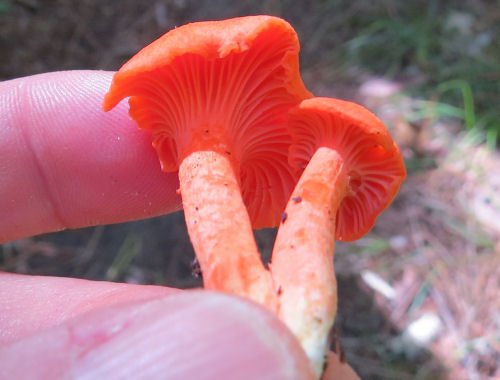 orange mushroom