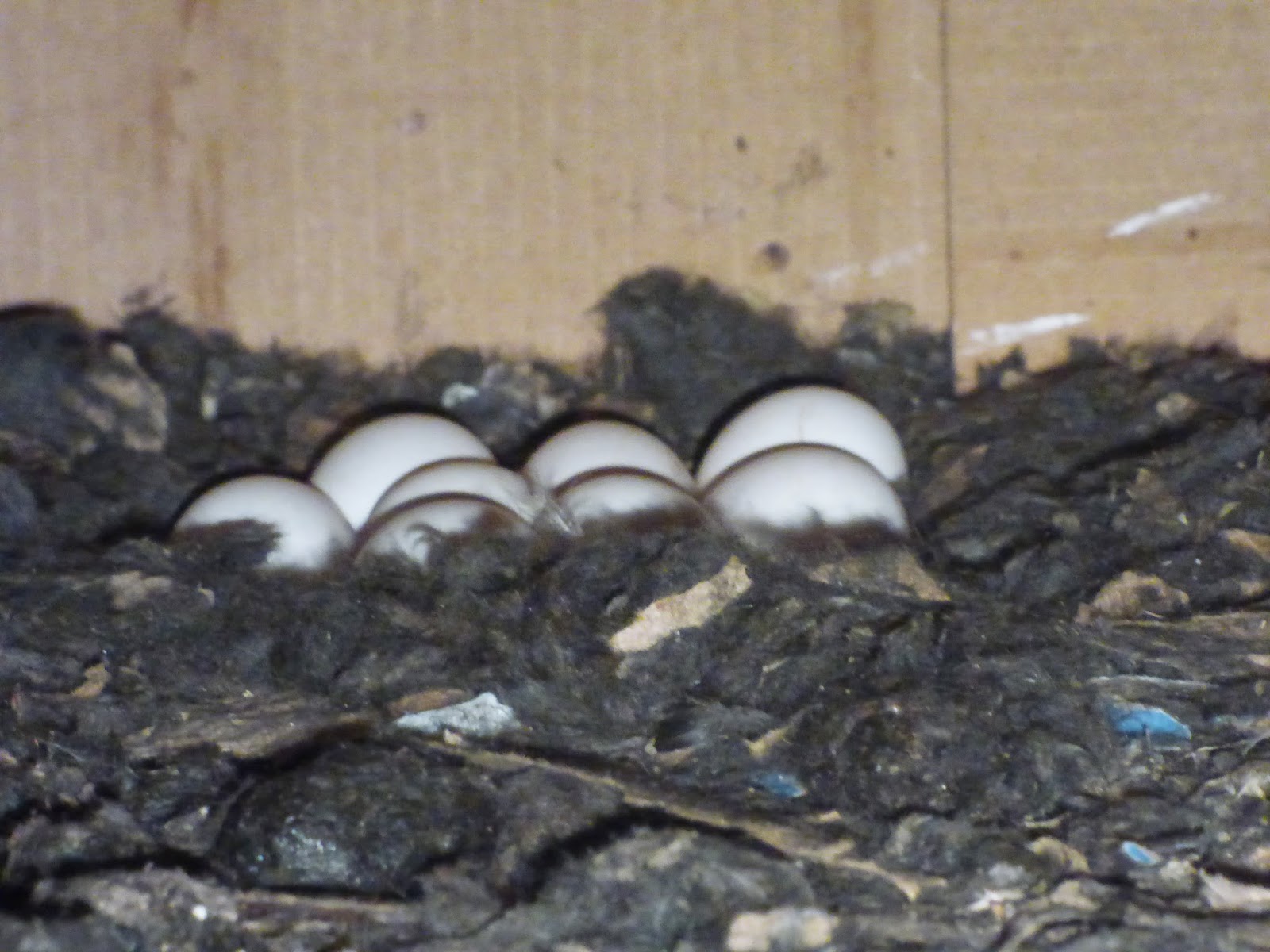 Birds Eight Barn Owl Eggs!