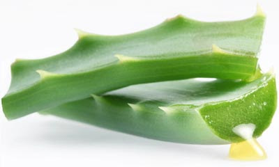 Take advantage of Greatness Aloe Vera for Health