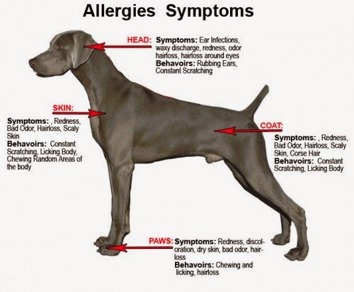 allergy medicine for dogs skin allergy medicine for dogs skin