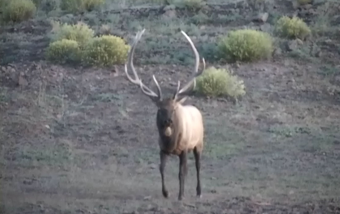 Field Judging Elk and Scoring Elk Antlers 4 Jay Scott Outdoors
