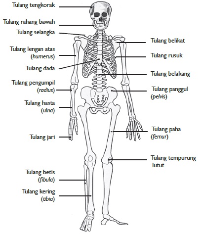 Fungsi Rangka Pada Tubuh Manusia Belajar Fungsi Rangka Pada Tubuh Manusia Belajar