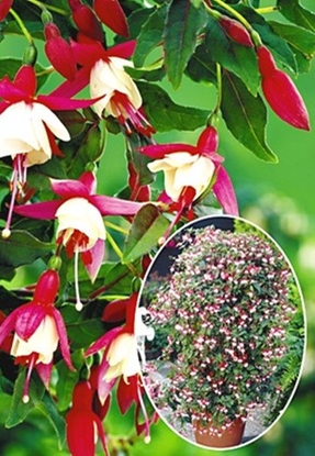 Terrassen Und Balkonbepflanzung Meine Pflanzen Fur Die Pflanzringe