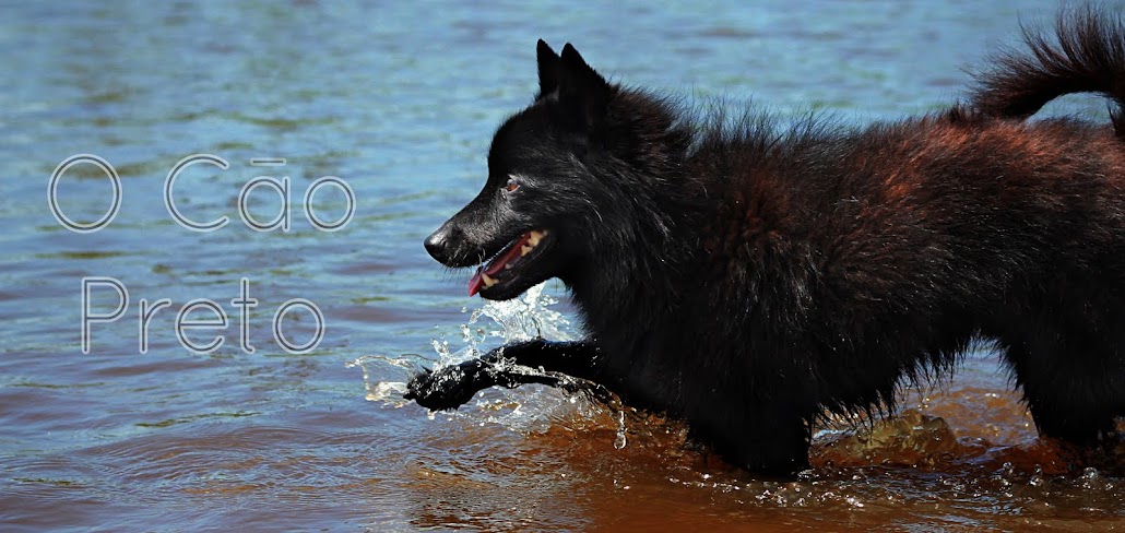 Cão Preto