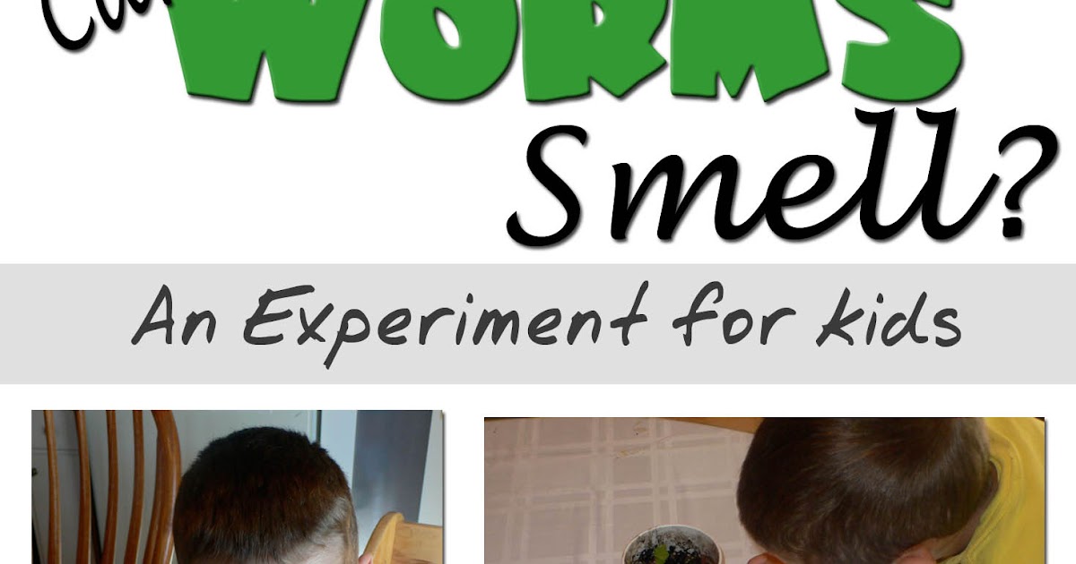 Dr. STEM Mom Can Worms Smell? Wormy Experiment