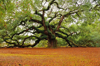 Angel Oak