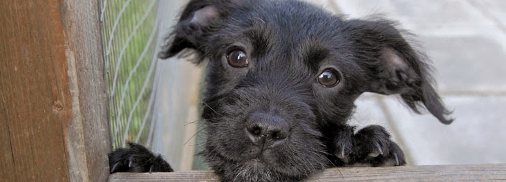 Rspca Rescue Dogs For Sale Rspca Rescue Dogs For Sale