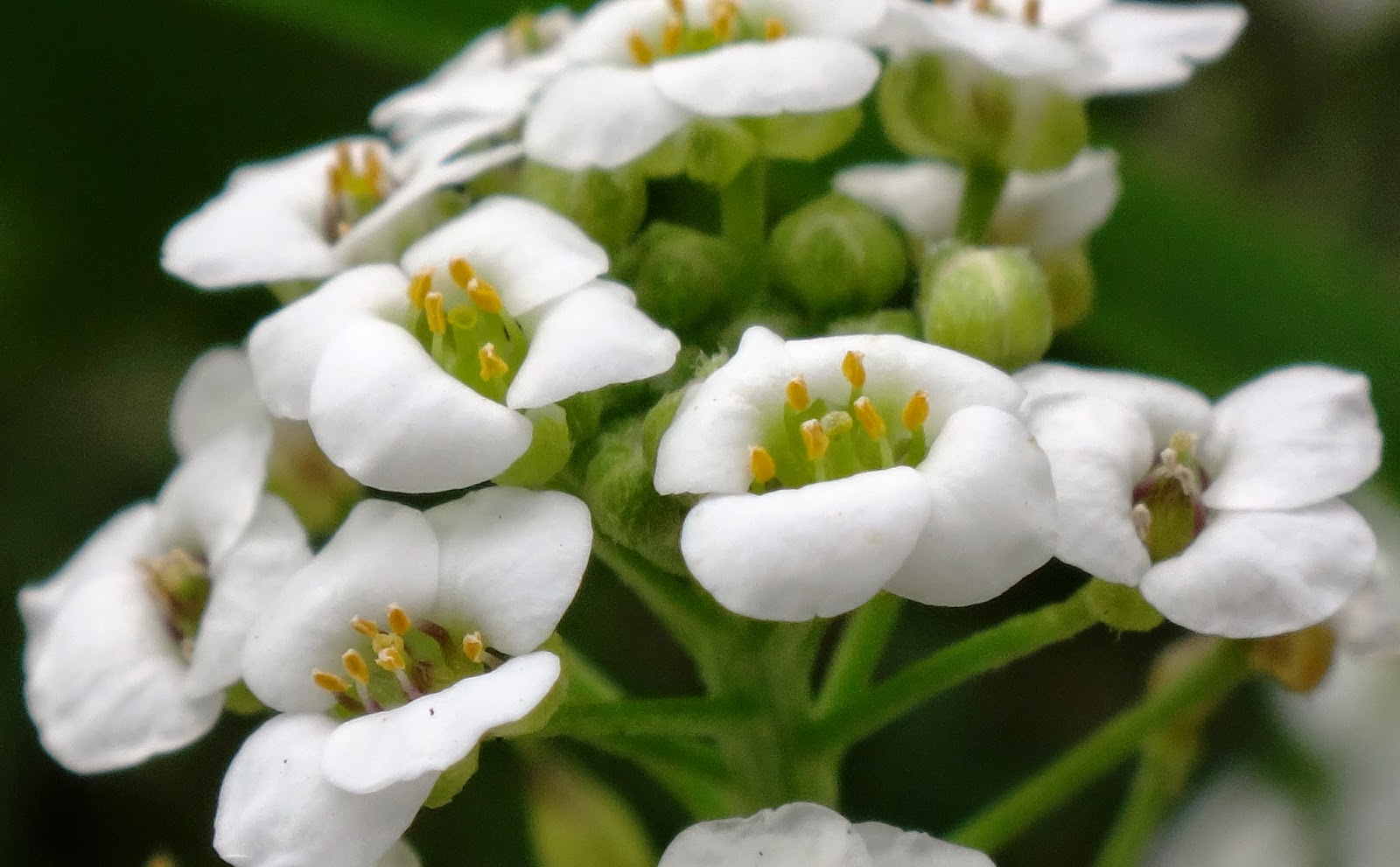 Uma flor por dia Alisso