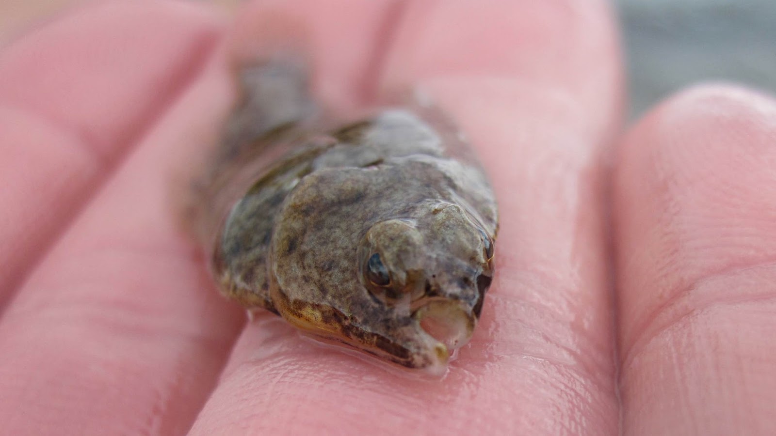 Nature on the Edge of New York City Many Small Fish in New York Harbor
