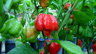 www.superhotchiles.com, Trinidad Butch T Scorpion