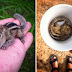 Série fotográfica com um esquilo bebê: Para morrer de tanto amor!