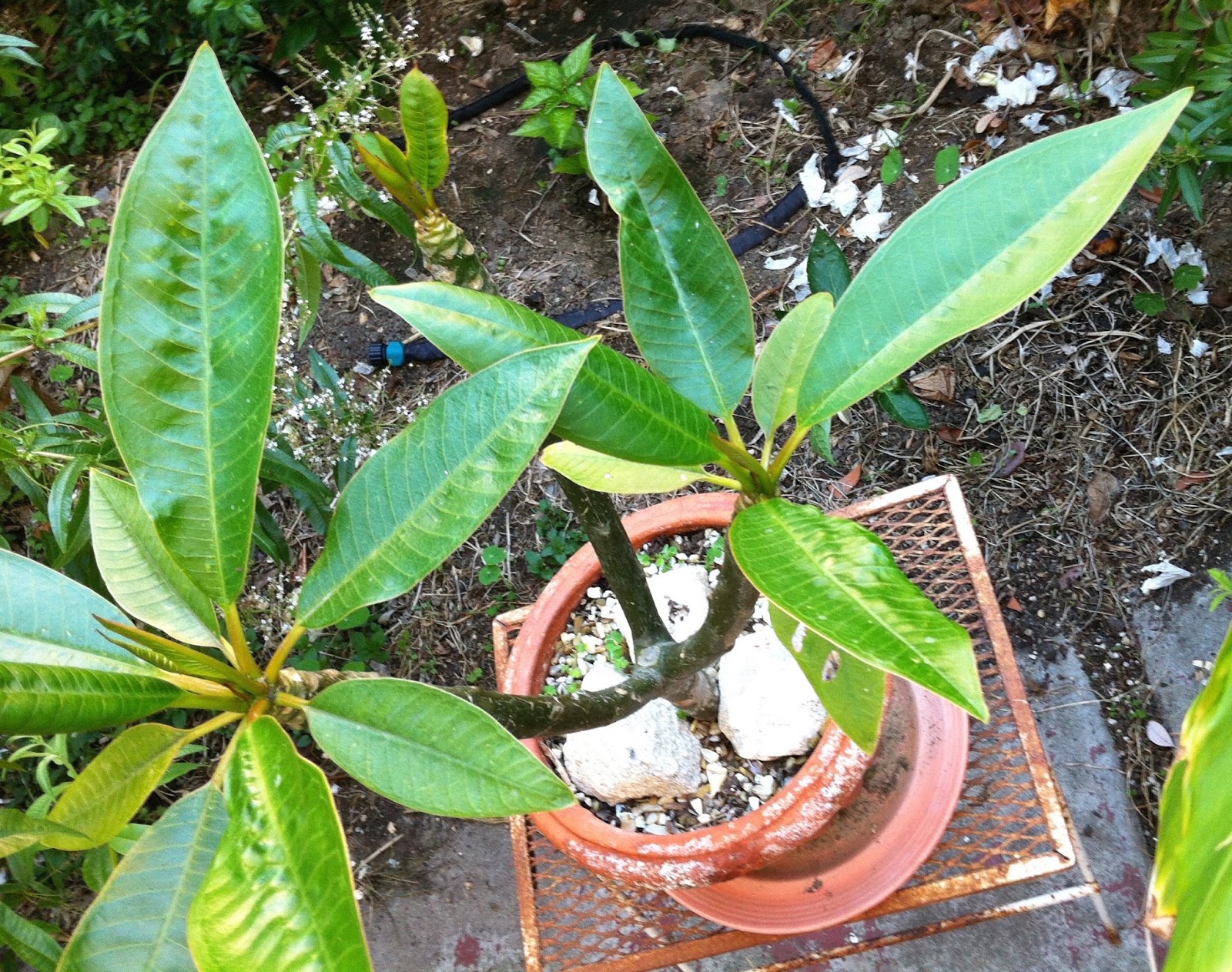 Avanti Cafe Musings Rooting Plumeria/Frangipani From Stalk Cuttings