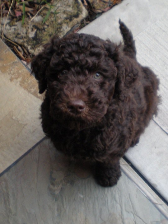 Shiraz Australian Labradoodle (met afbeeldingen) Honden