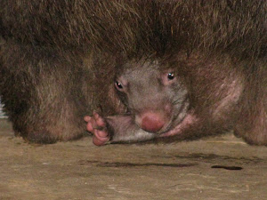 Wombat grandparents?