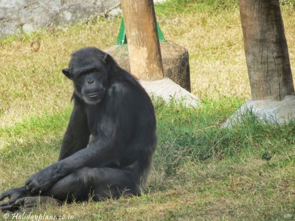 Apes Relaxing in Zoo Apes Relaxing in Zoo