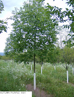 Autumn Purple Ash Tree5